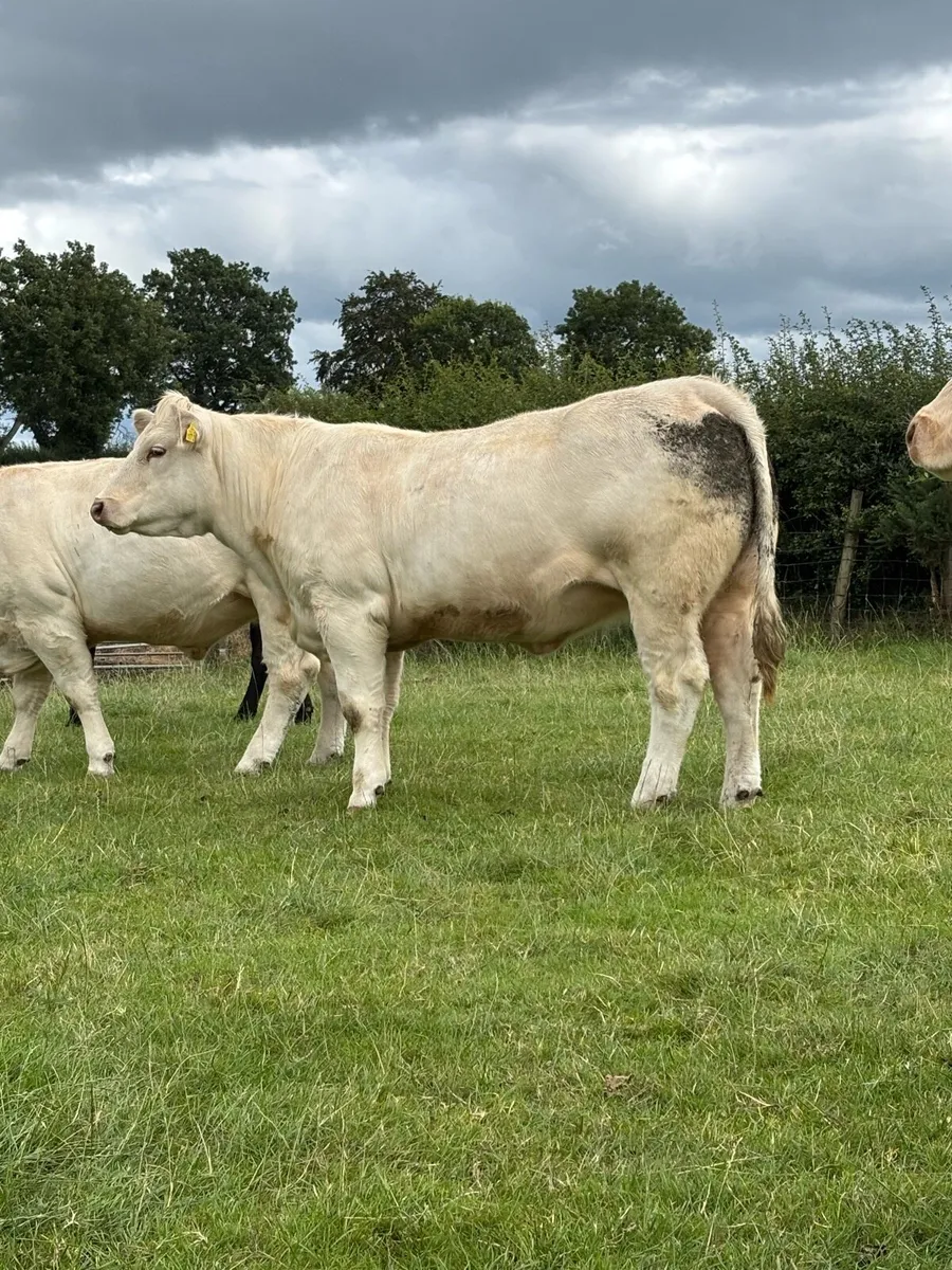 Pedigree Charloais Females - Image 4