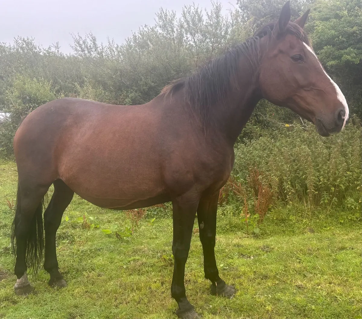 Horse - Brood Mare - Image 1