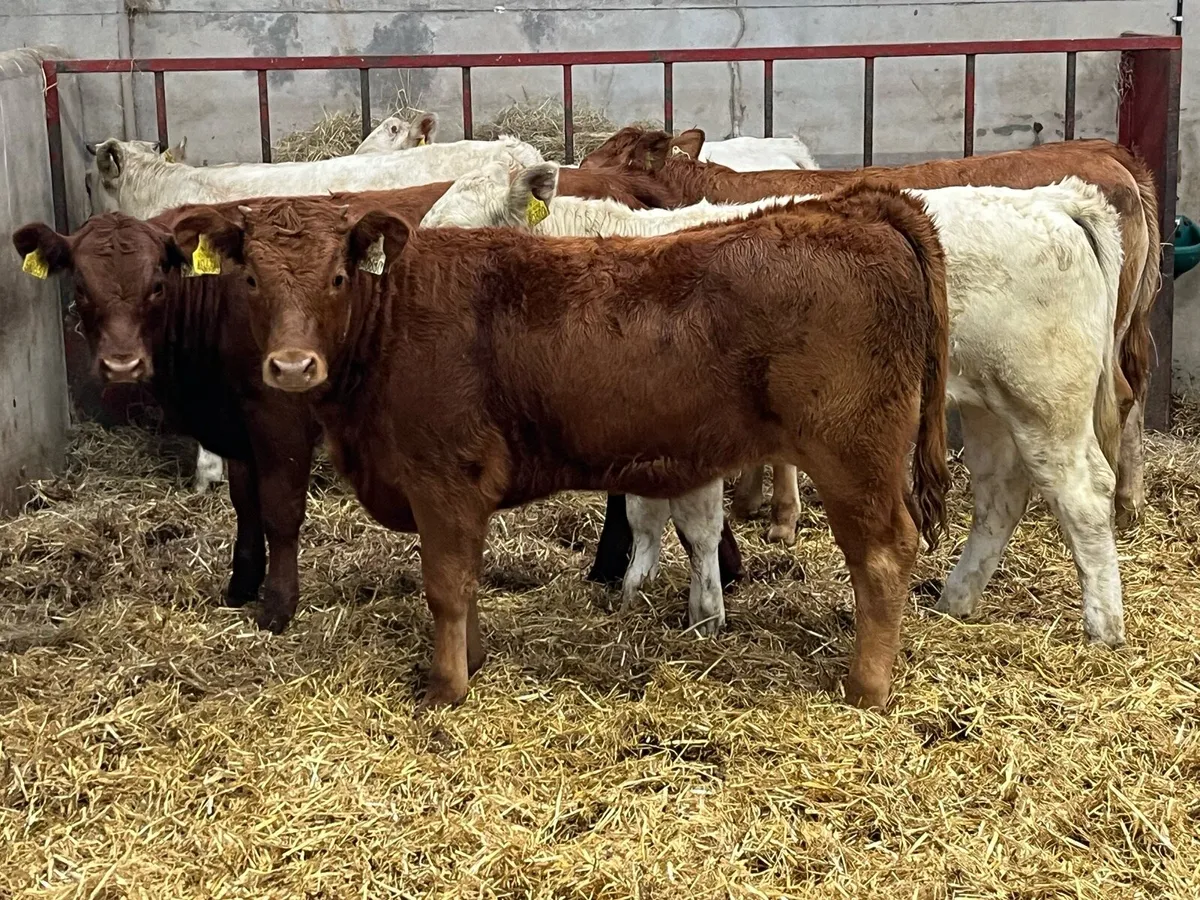 Super 260Kg CH & LIM Heifer Weanlings - Image 1