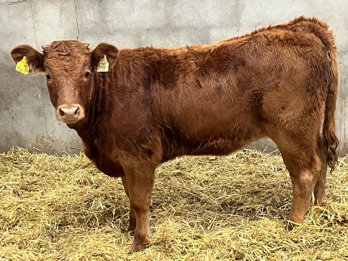 Super 260Kg CH & LIM Heifer Weanlings - Image 2