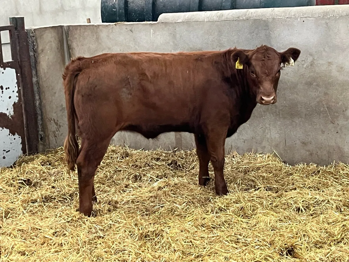 Super 260Kg CH & LIM Heifer Weanlings - Image 3