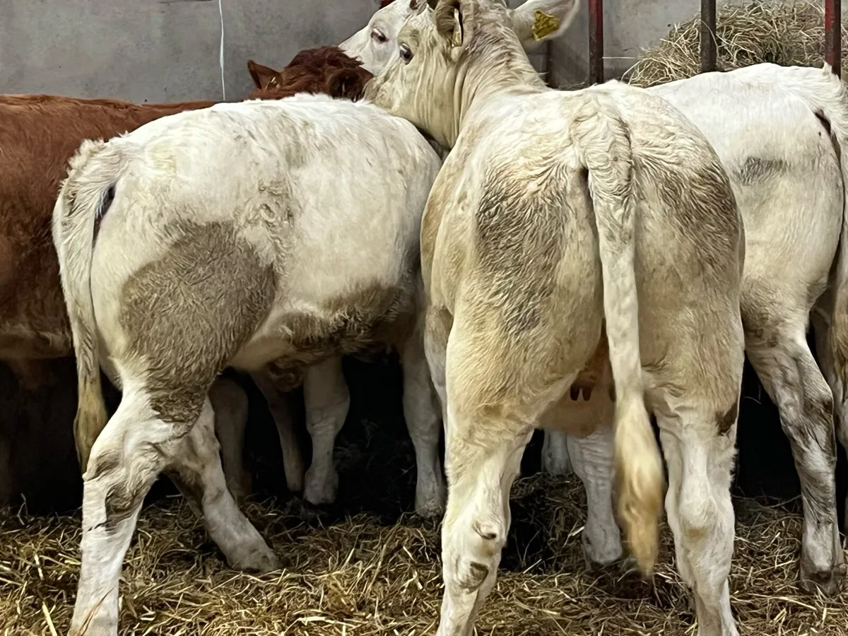 Super 260Kg CH & LIM Heifer Weanlings - Image 4