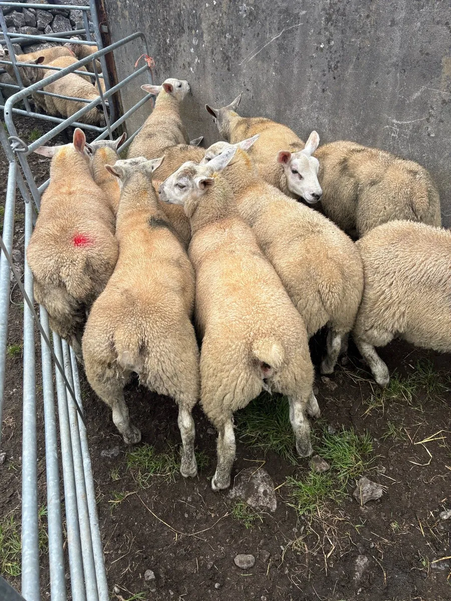 Store lambs - Image 2