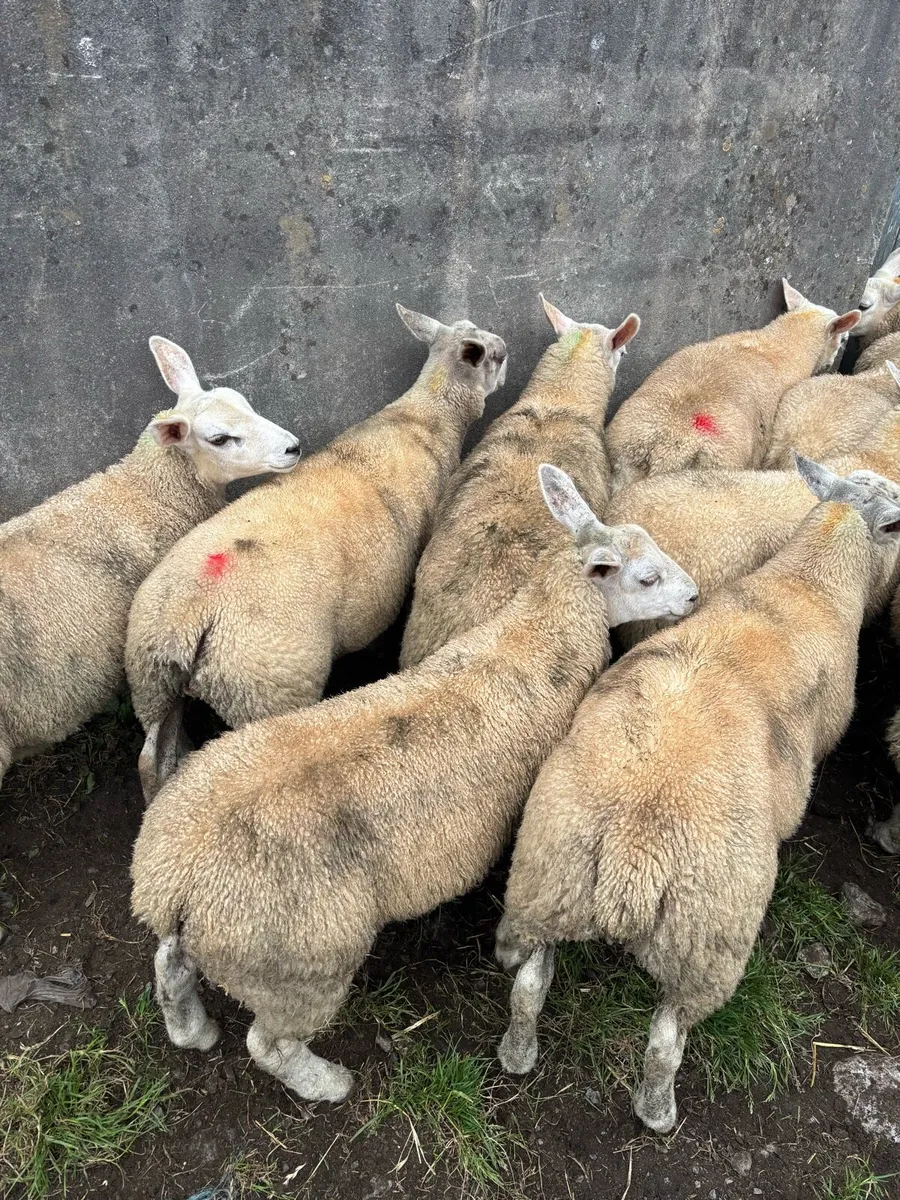 Store lambs - Image 1