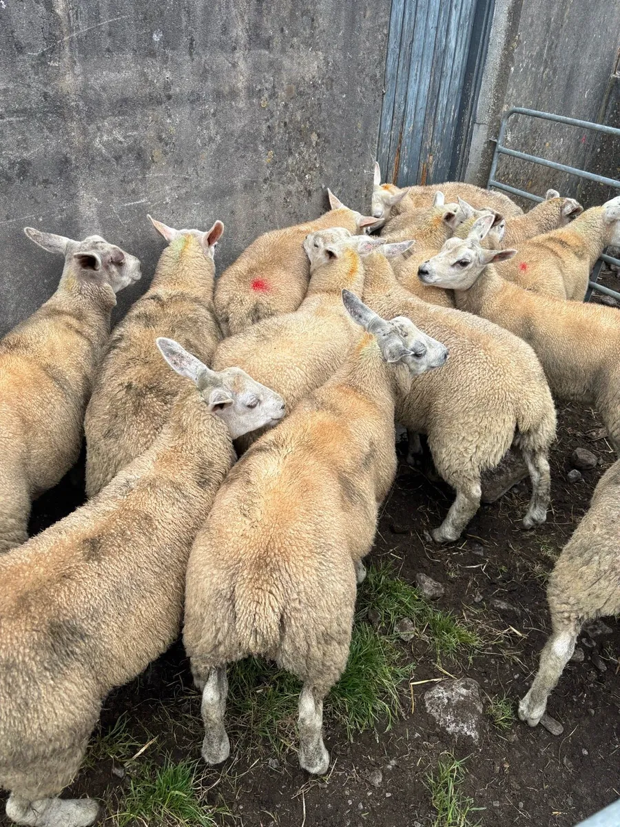 Store lambs - Image 3