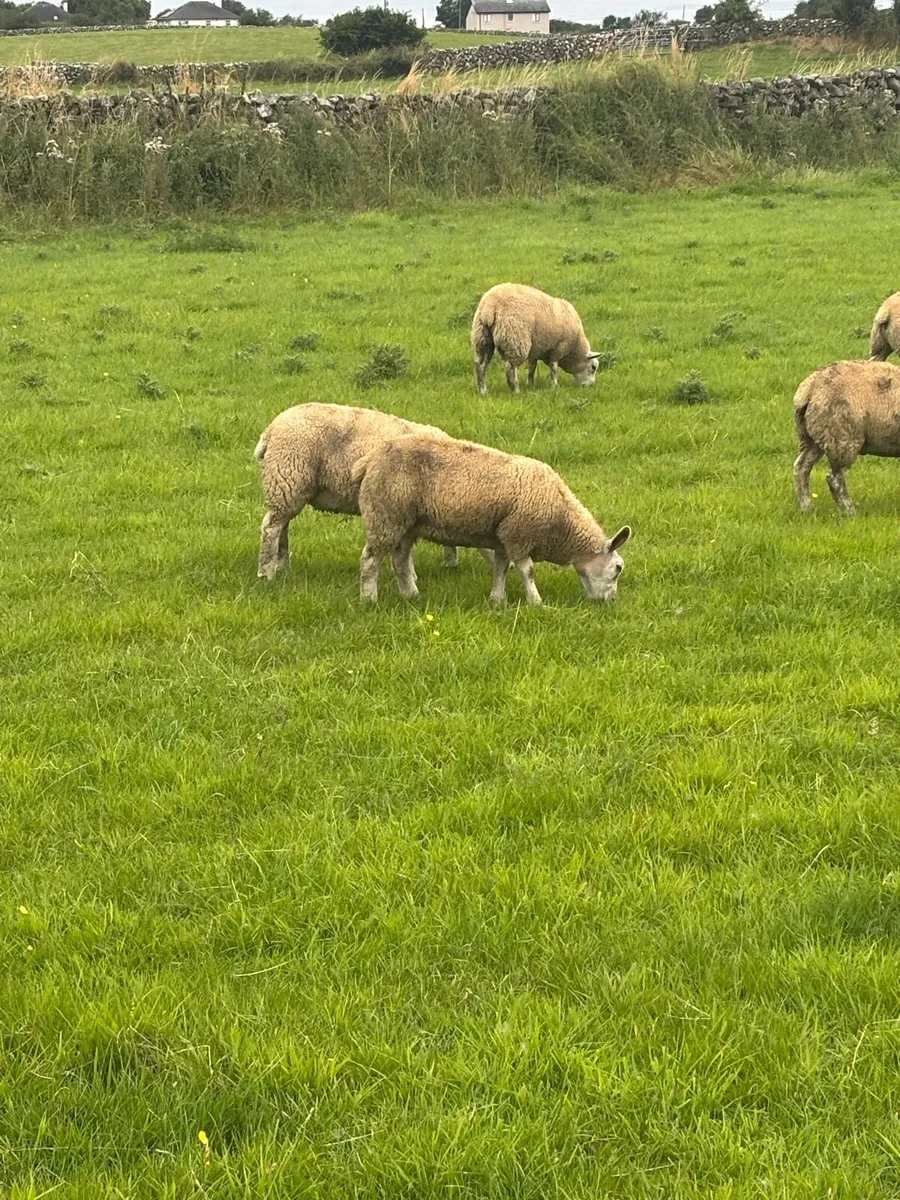 Store lambs - Image 4