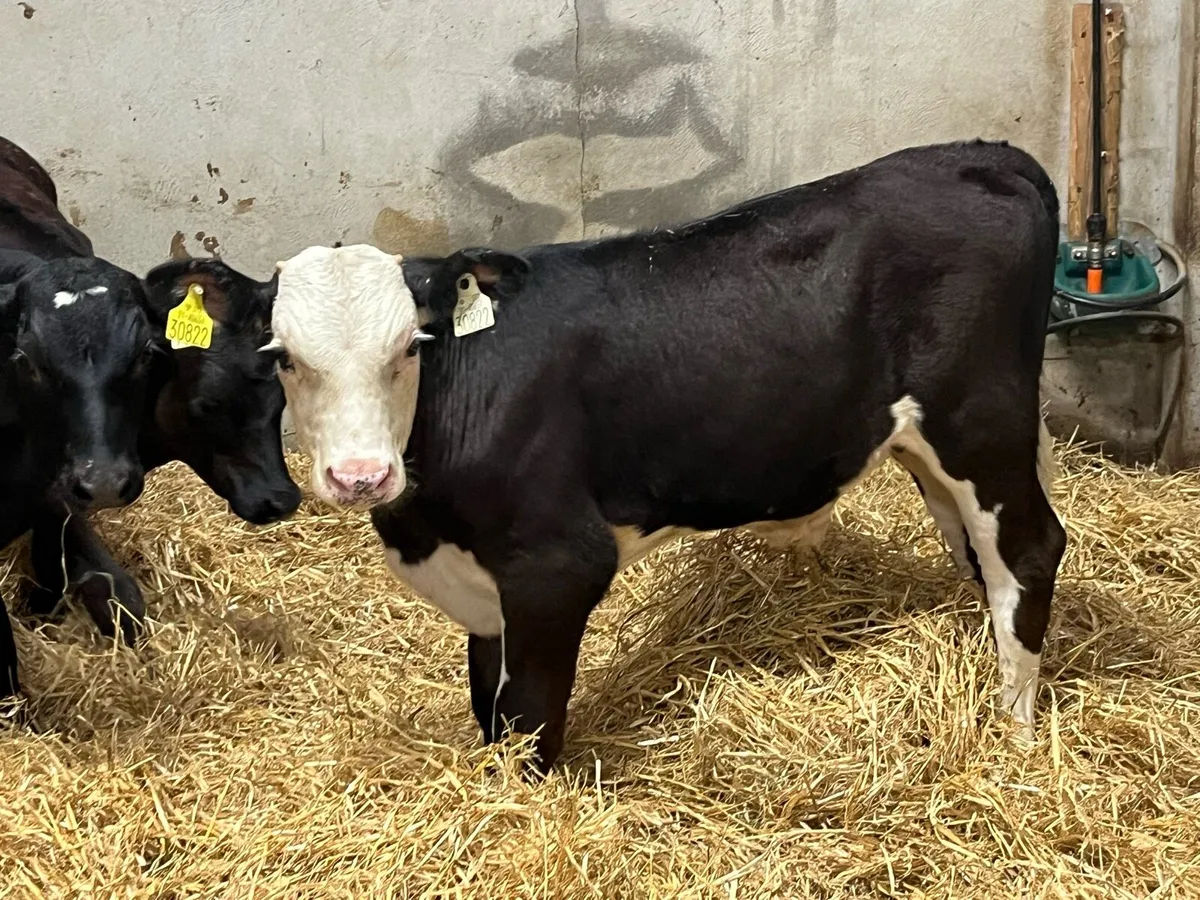 Super 4 Month Old AA HE Bull Runners - Image 2
