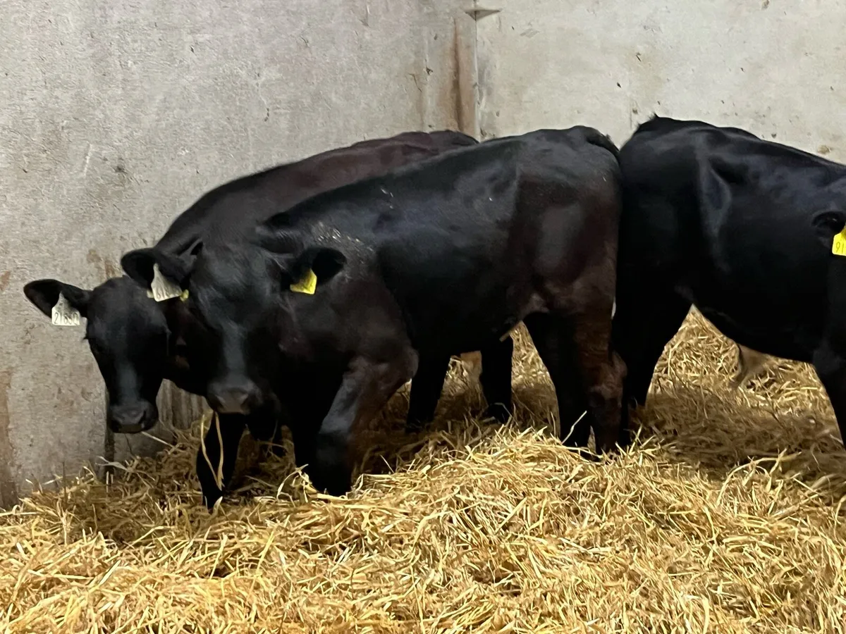 Super 4 Month Old AA HE Bull Runners - Image 3