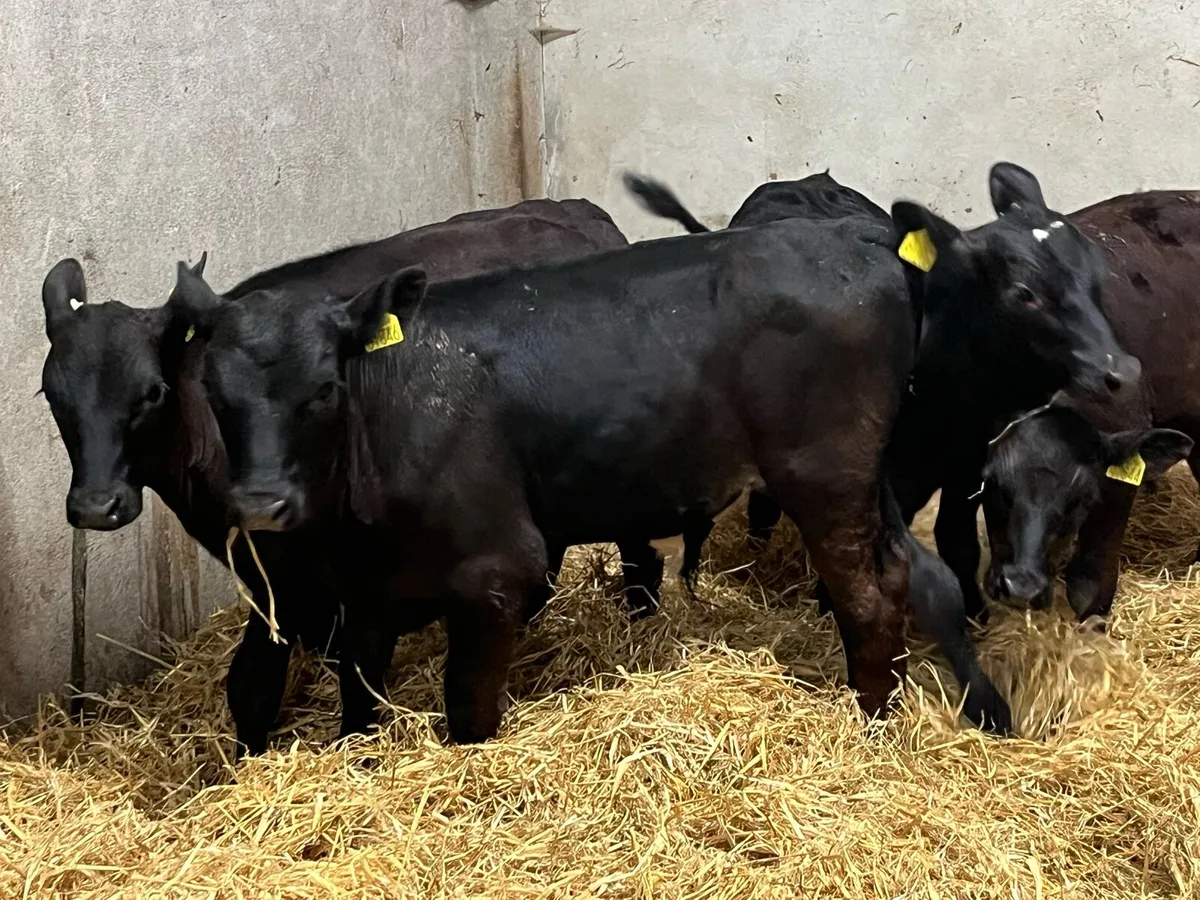 Super 4 Month Old AA HE Bull Runners - Image 4