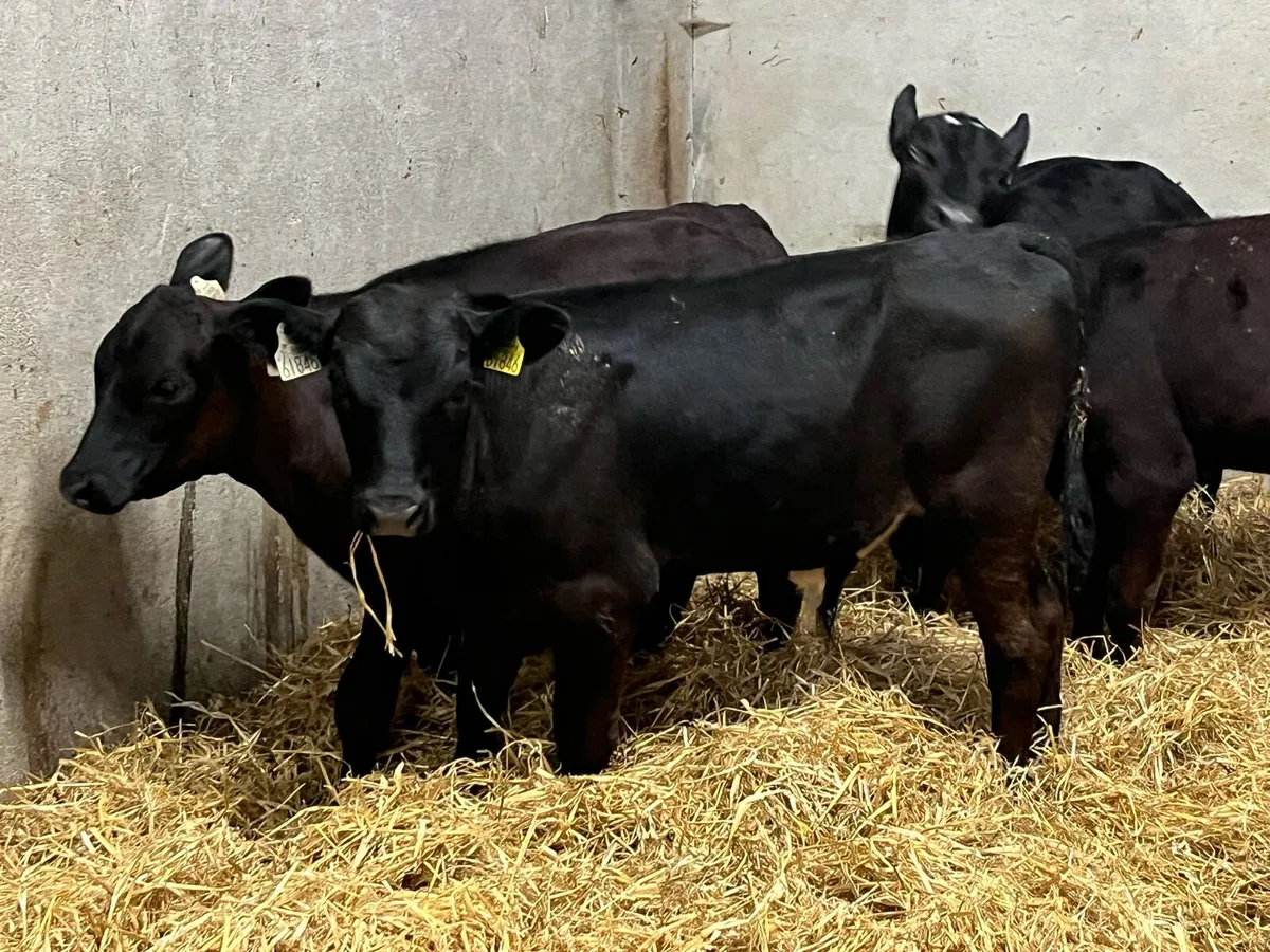 Super 4 Month Old AA HE Bull Runners - Image 1