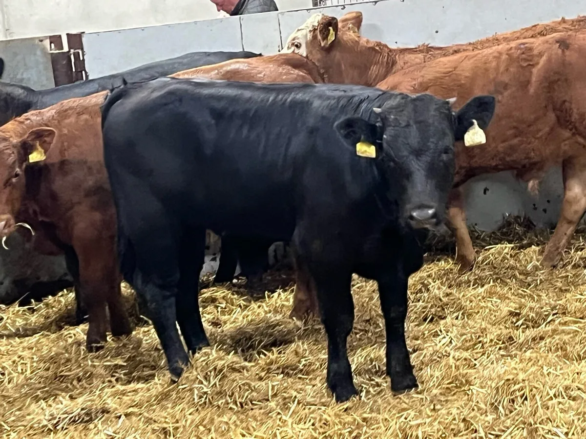Super U Grade LMX Bull Weanlings - Image 2