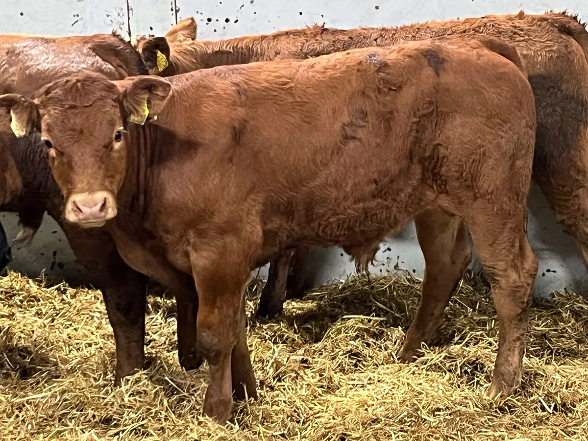 Super U Grade LMX Bull Weanlings - Image 3