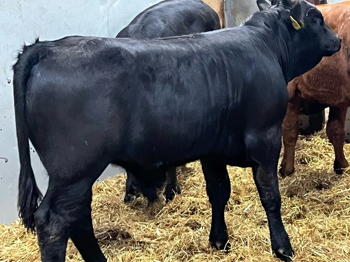 Super U Grade LMX Bull Weanlings - Image 4