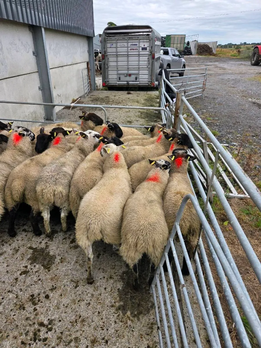 Ewe Lambs - Image 2