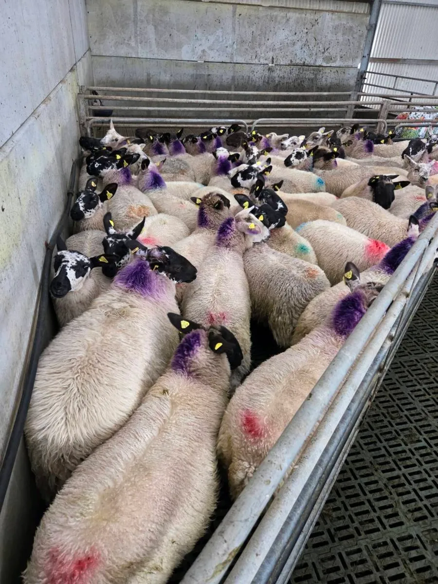 Ewe Lambs - Image 3