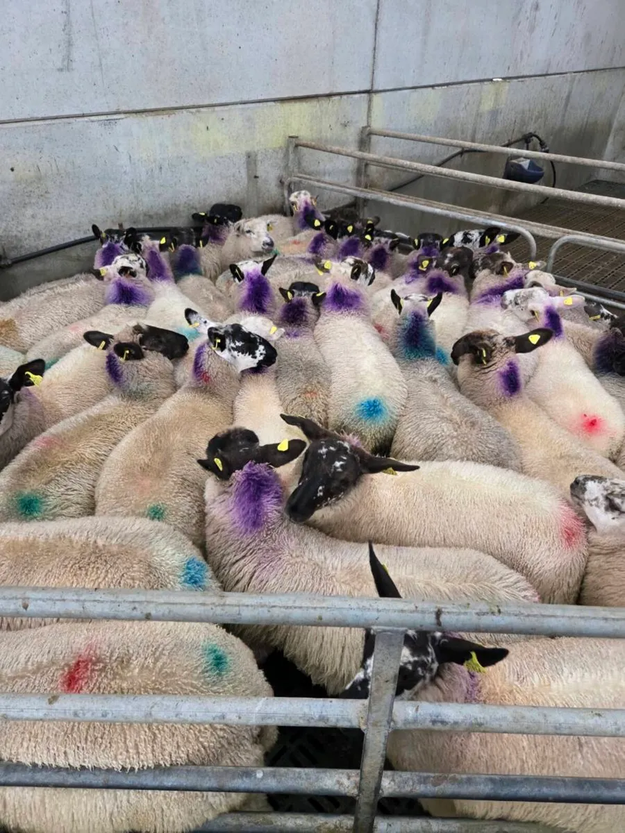 Ewe Lambs - Image 4