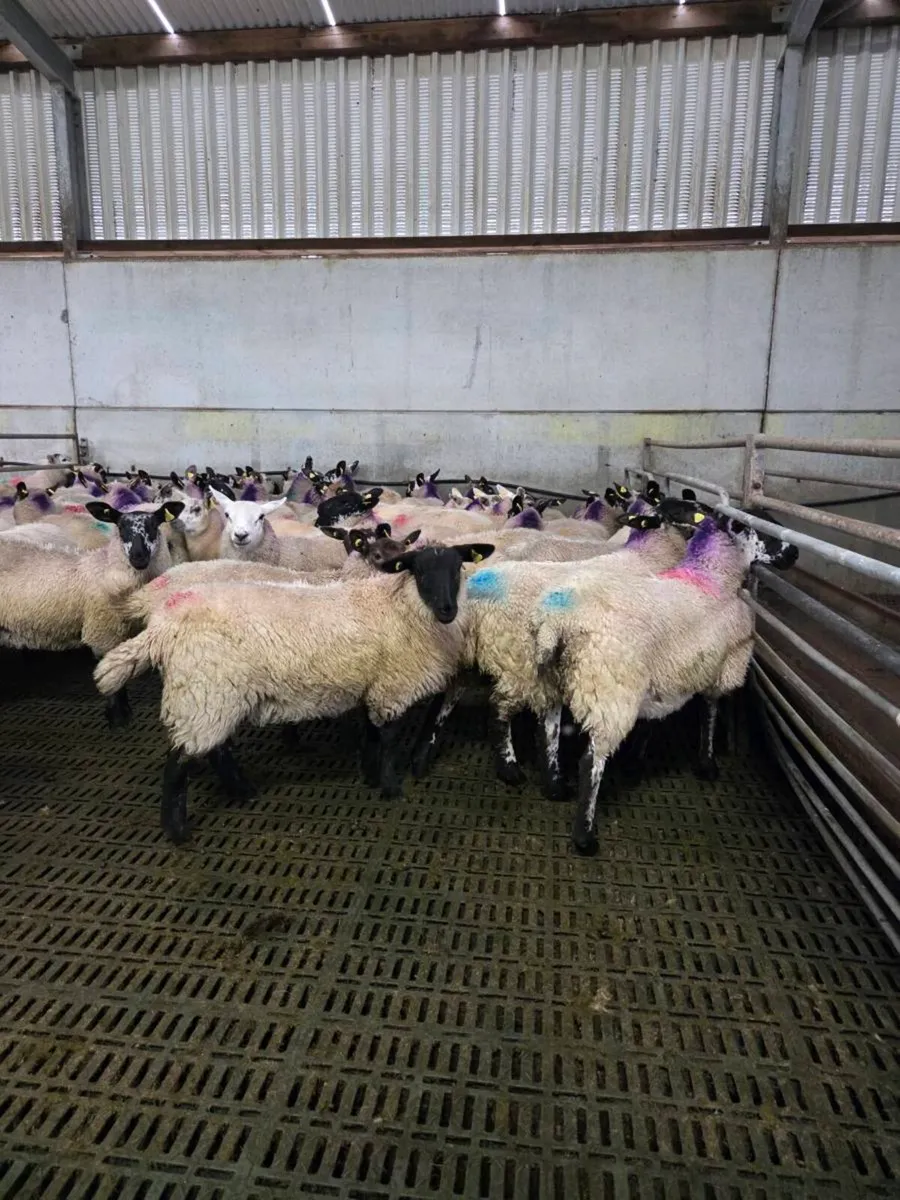 Ewe Lambs - Image 1