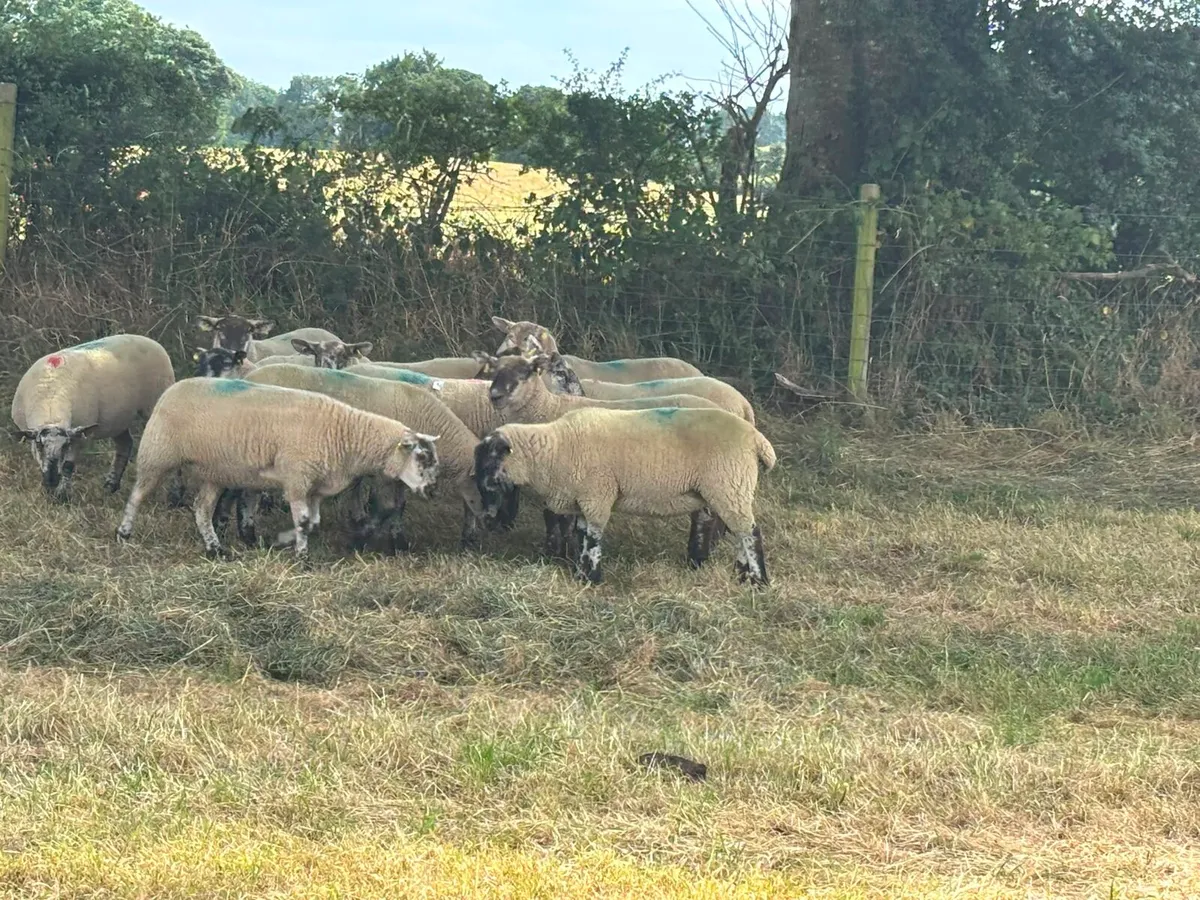 11 hoggets for sale - Image 1