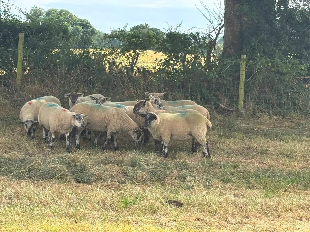 11 hoggets for sale - Image 2