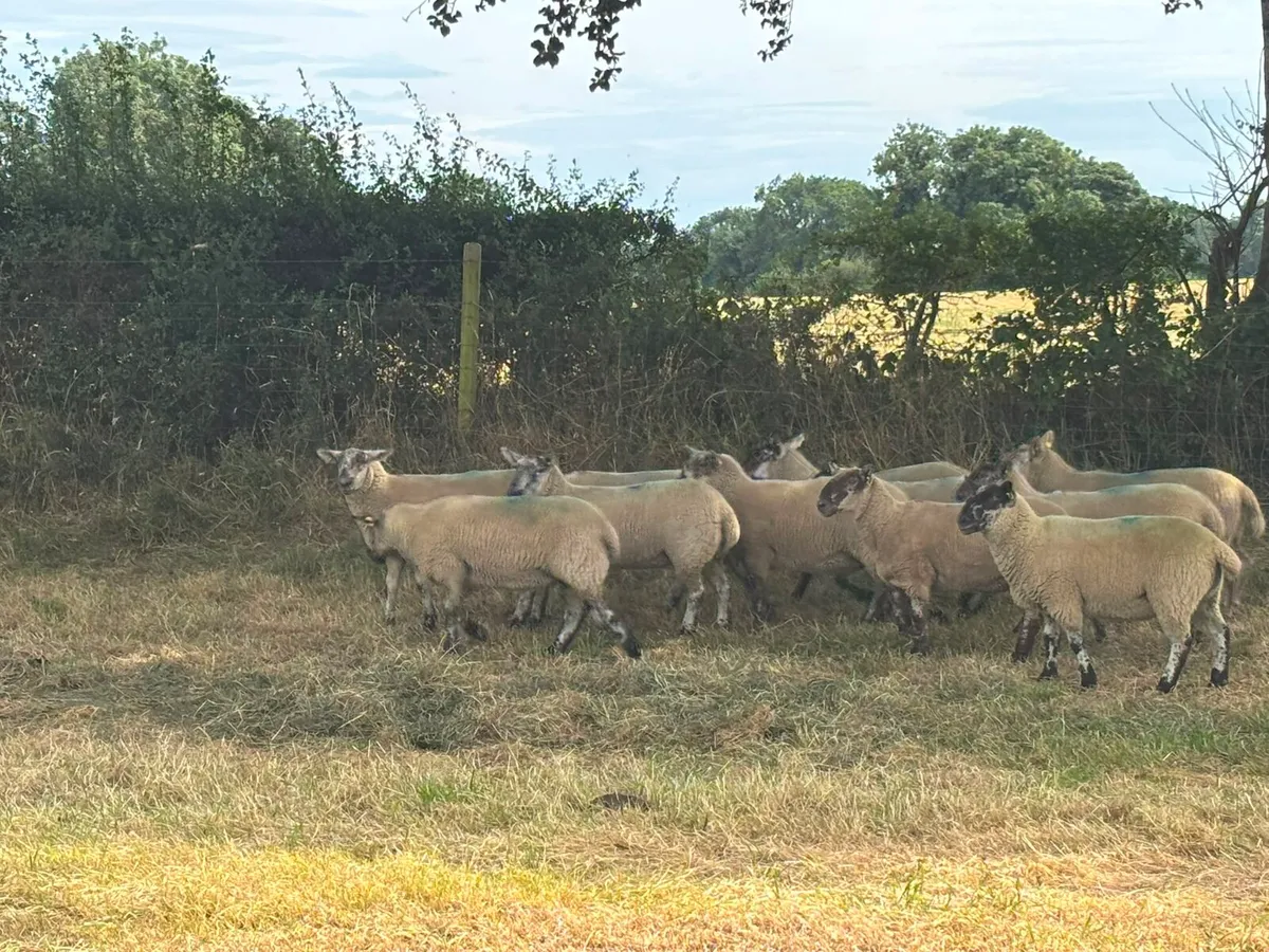 11 hoggets for sale - Image 3