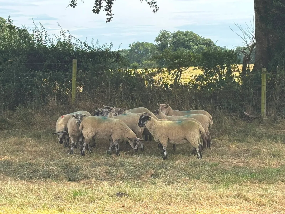 11 hoggets for sale - Image 4
