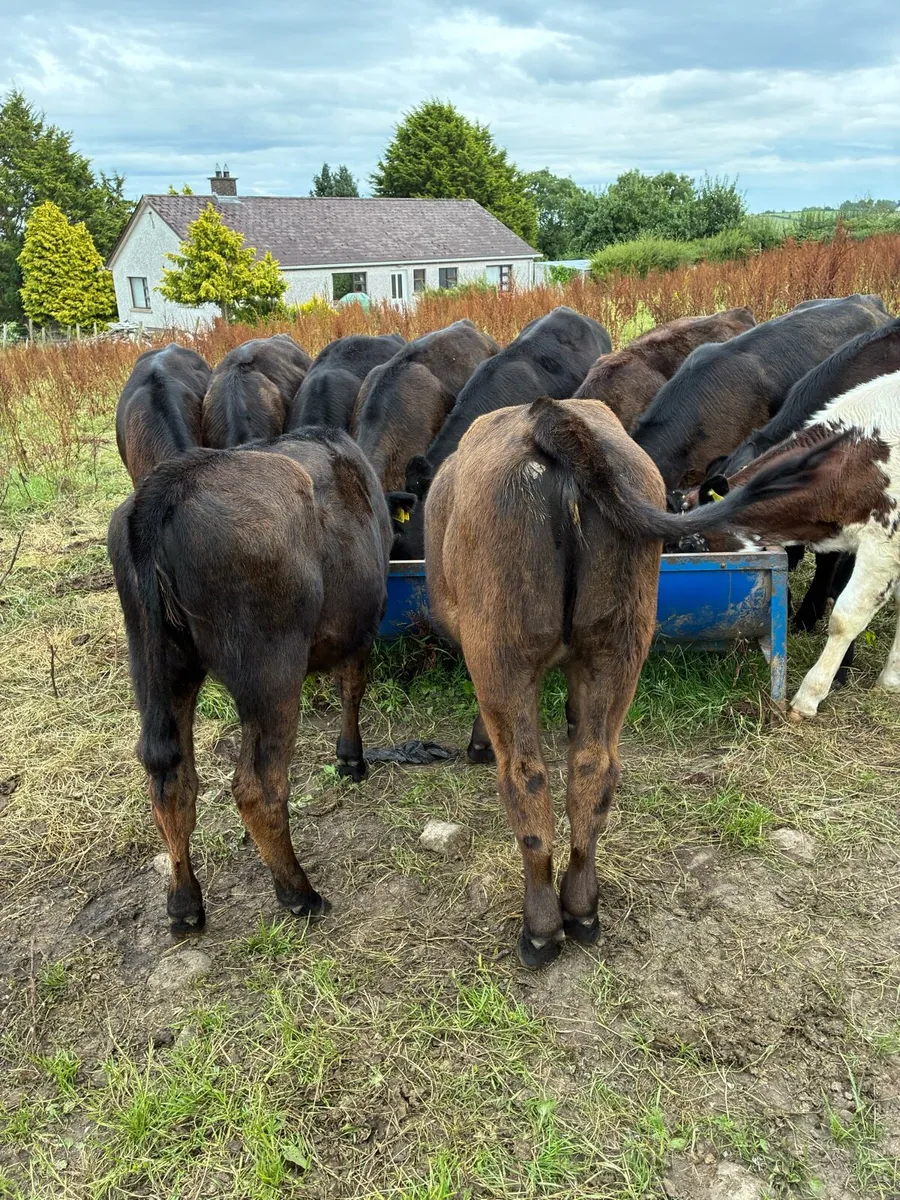 calfs - Image 2