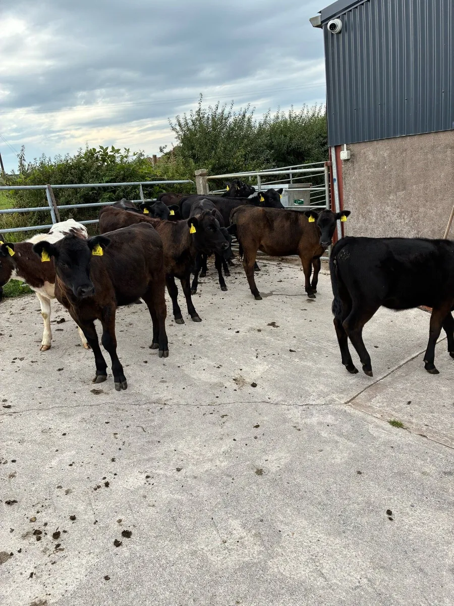 calfs - Image 3