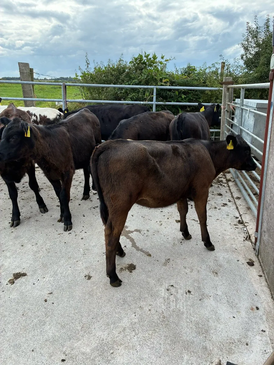 calfs - Image 1