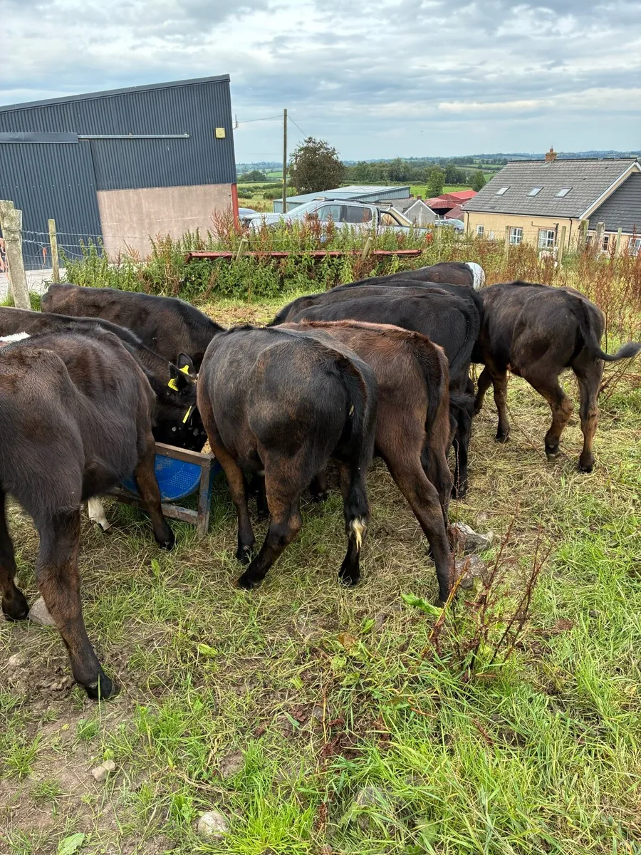 calfs - Image 4