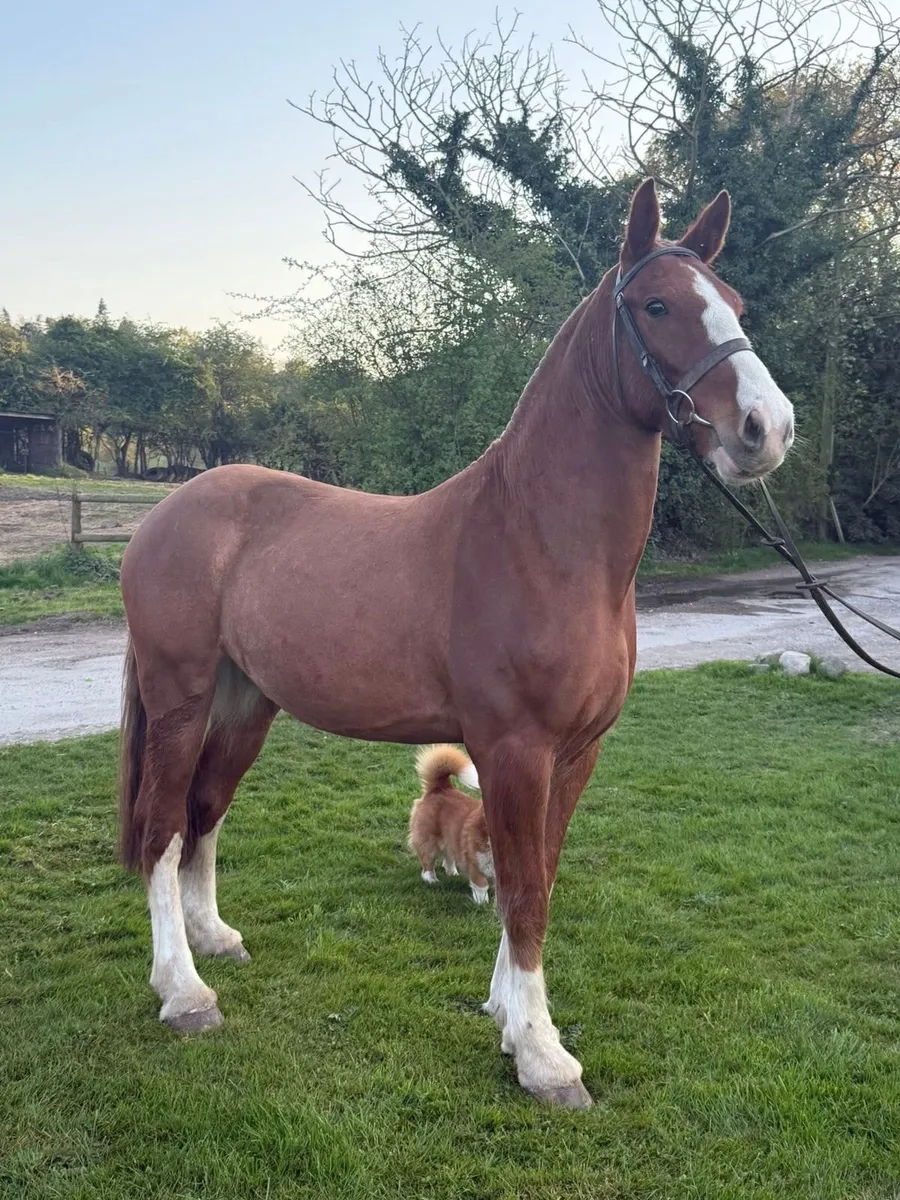 WANTED - broken Horse