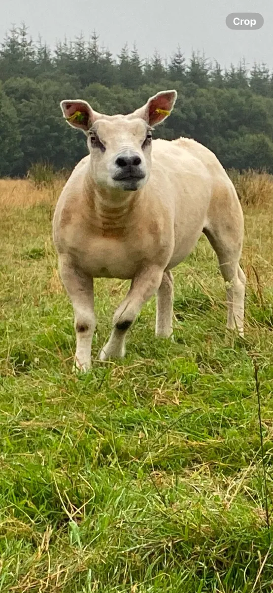 PBNR Texel ewe - Image 2