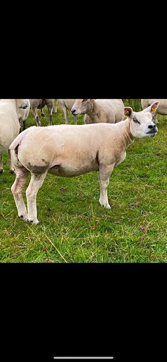 PBNR Texel ewe - Image 3