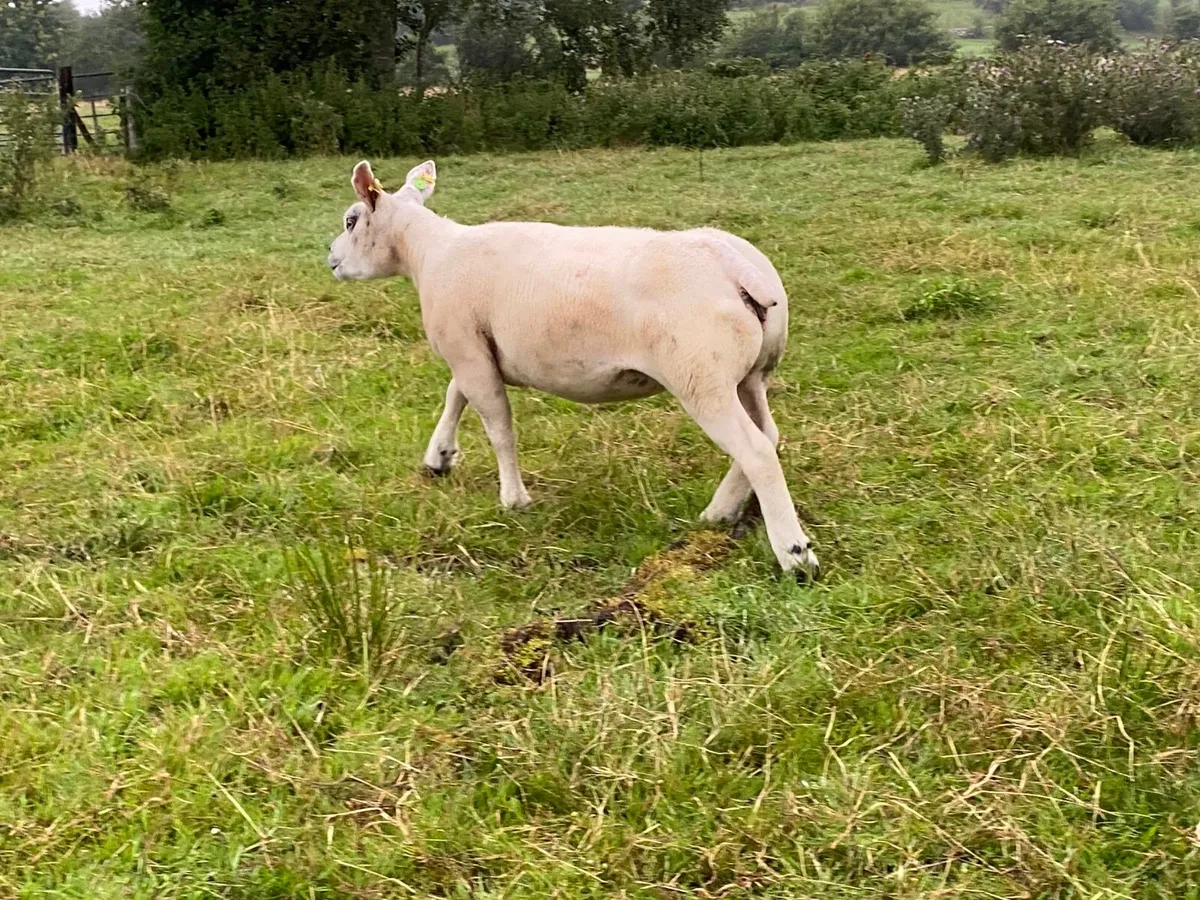 PBNR Texel ewe - Image 4