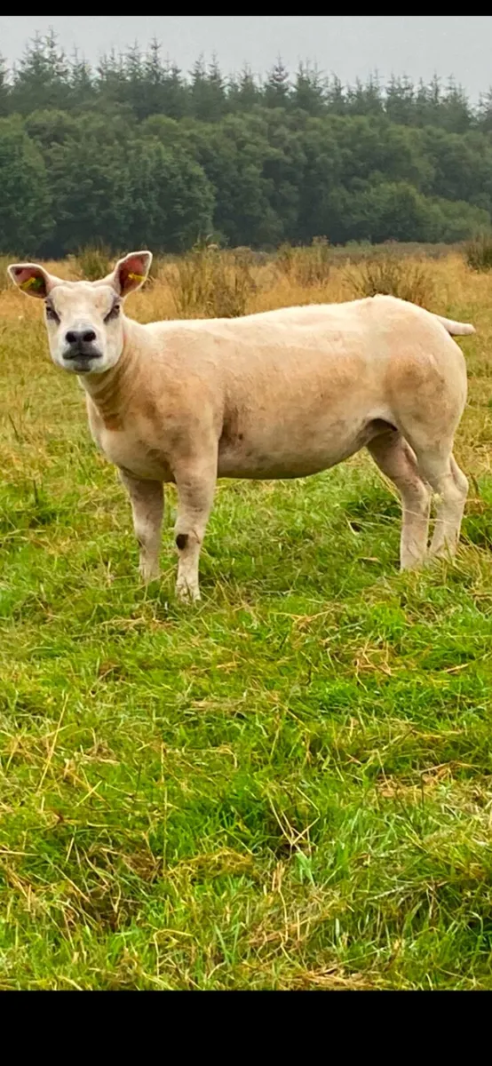 PBNR Texel ewe - Image 1