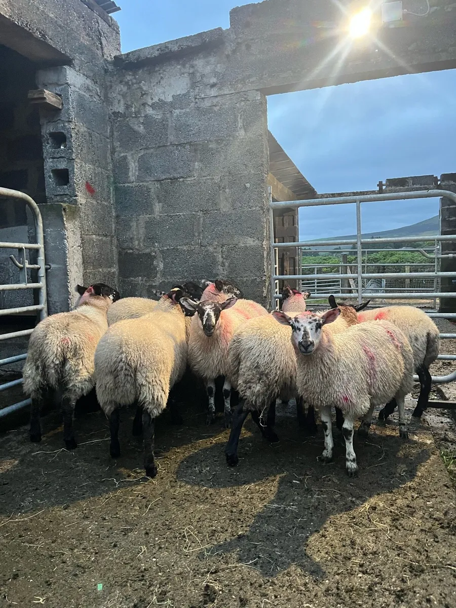 9 Crossbred Ewe Lambs - Image 2