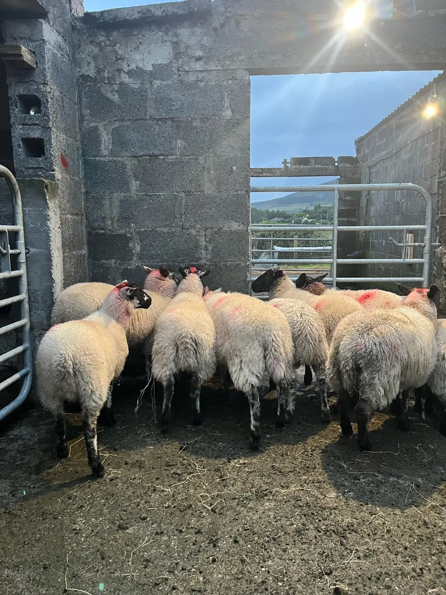 9 Crossbred Ewe Lambs - Image 3