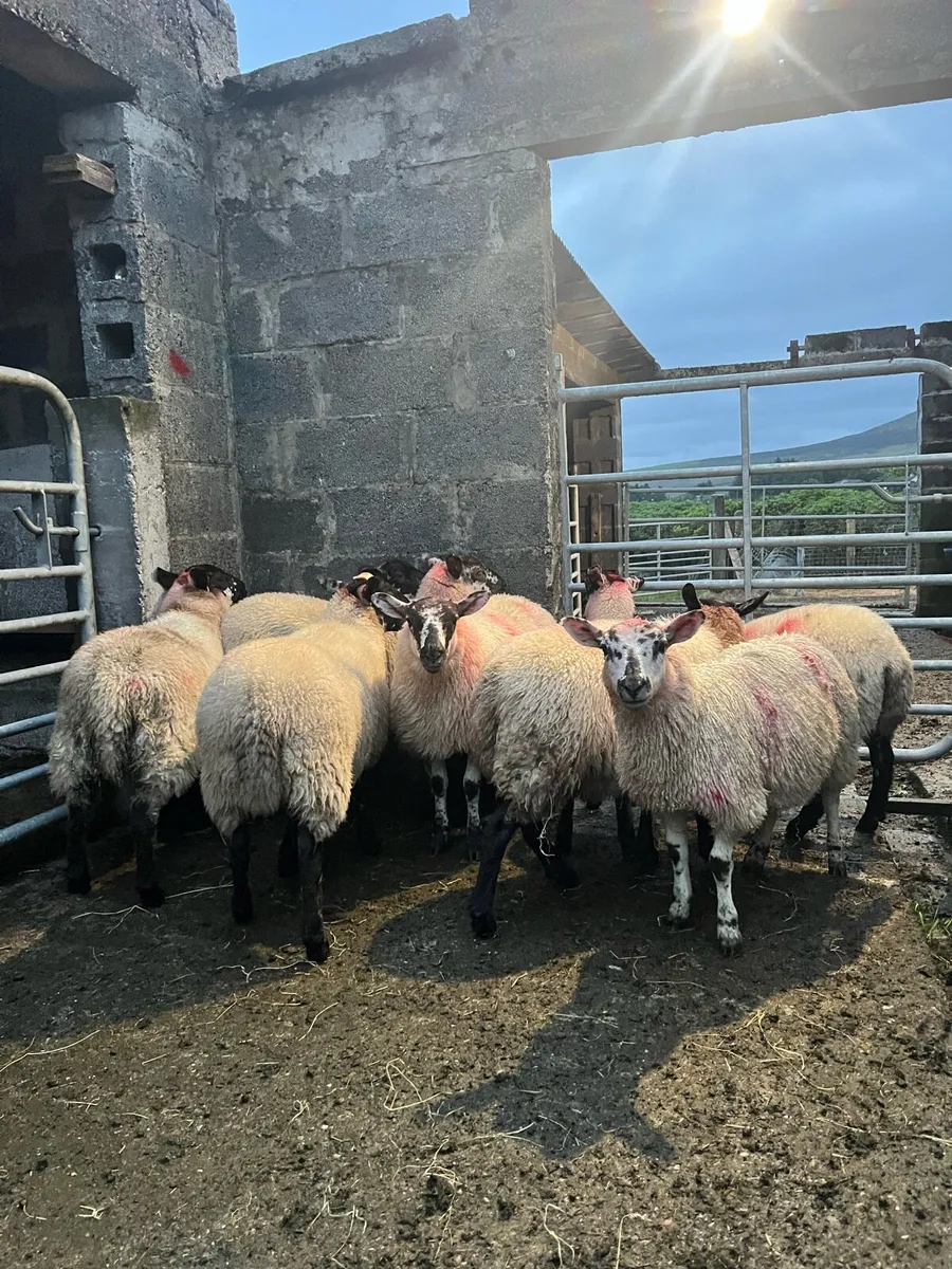 9 Crossbred Ewe Lambs - Image 1