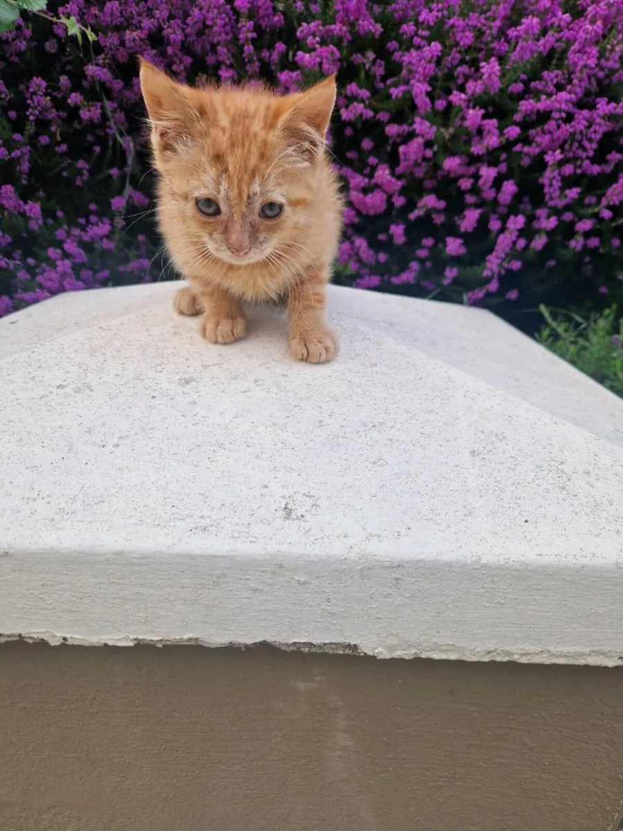 2 kittens - Image 1