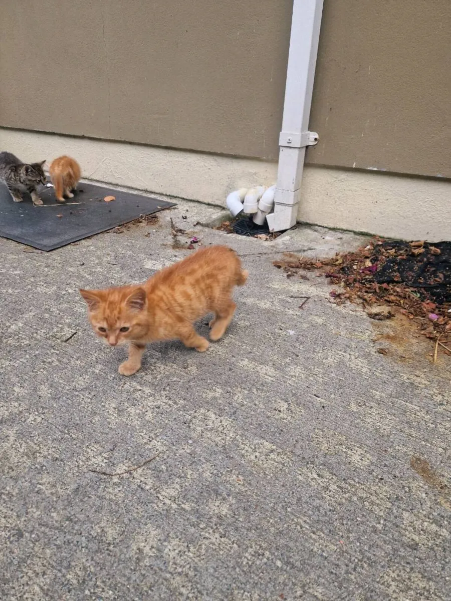 2 kittens - Image 2