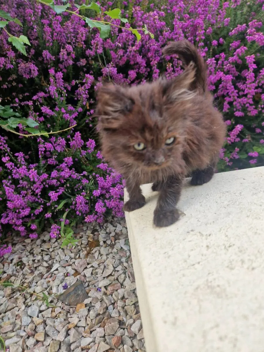 2 kittens - Image 3