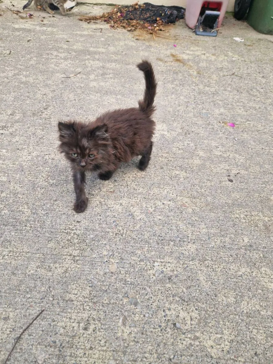 2 kittens - Image 4