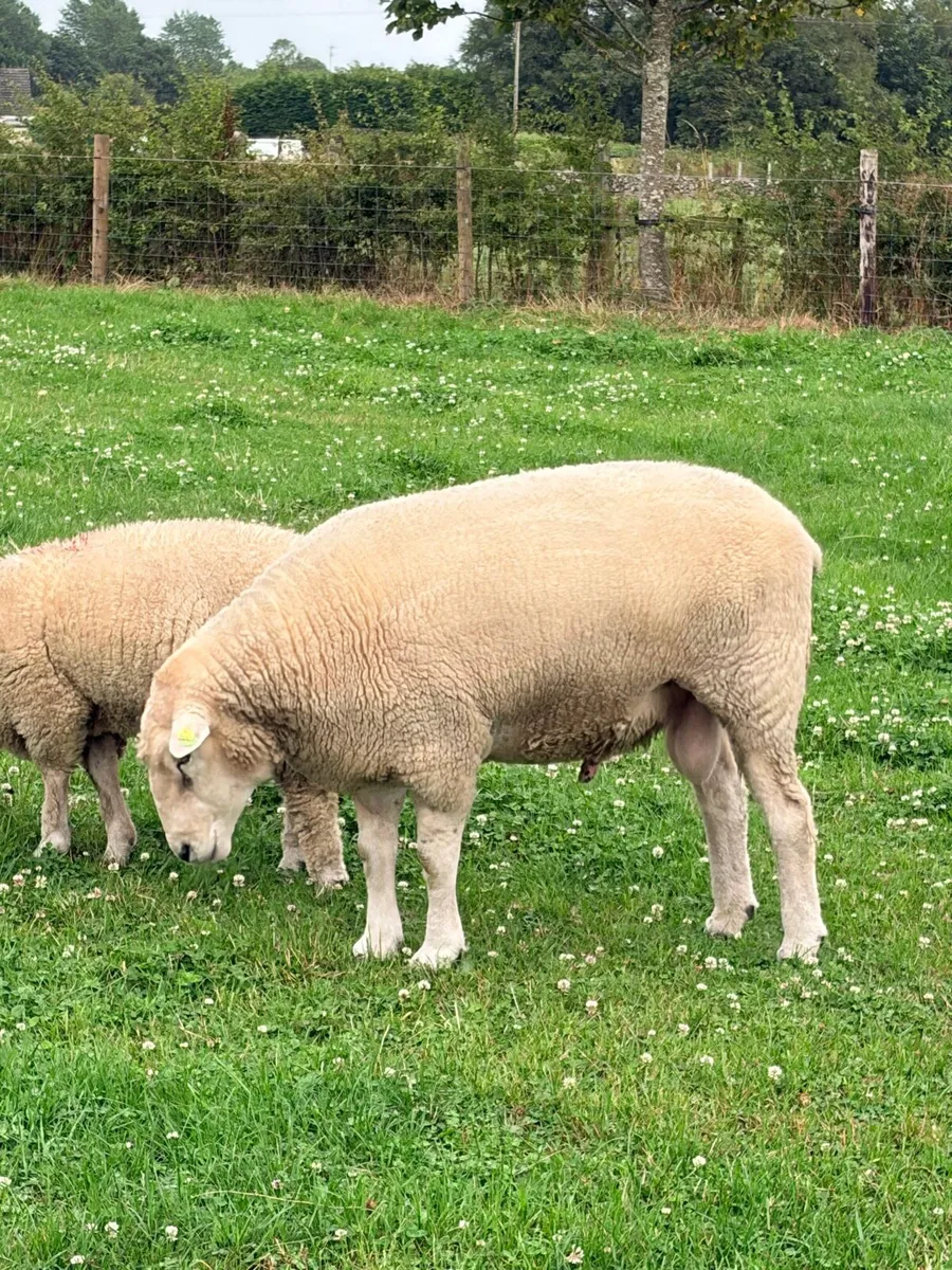Pedigree Galway ram - Image 4