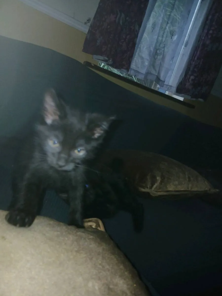 3 lovely male kittens - Image 4