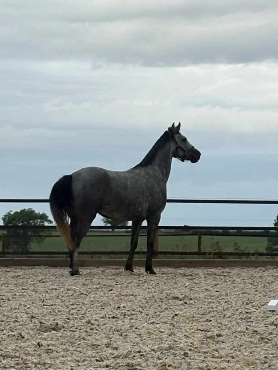 Horse - Image 2