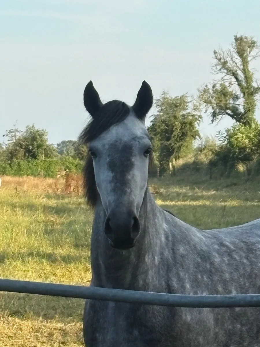 Horse - Image 3
