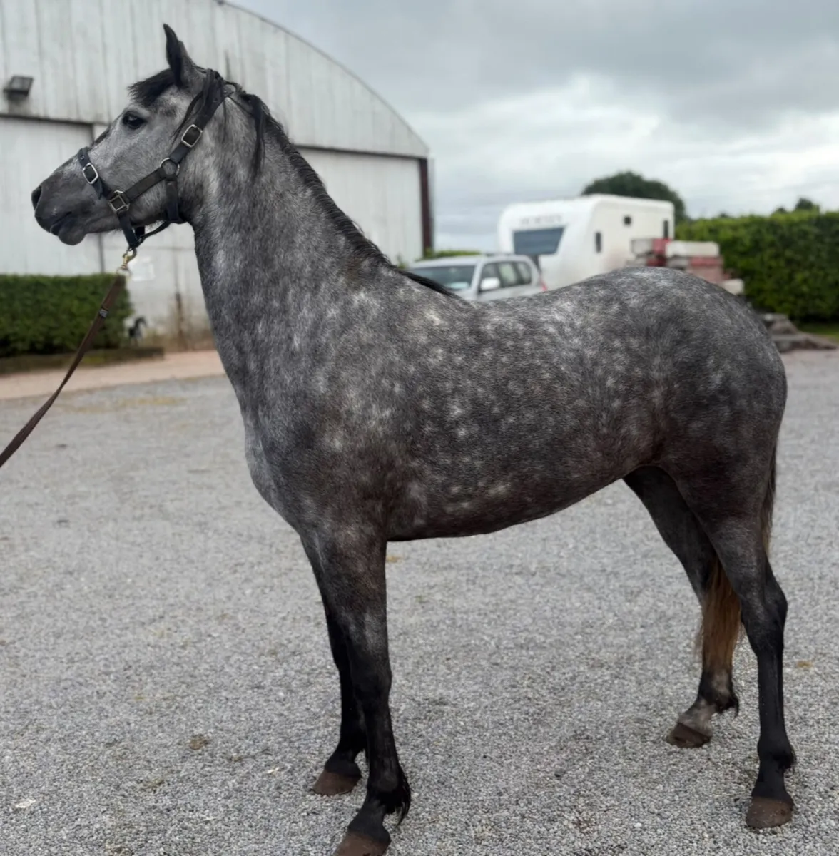 Horse - Image 1