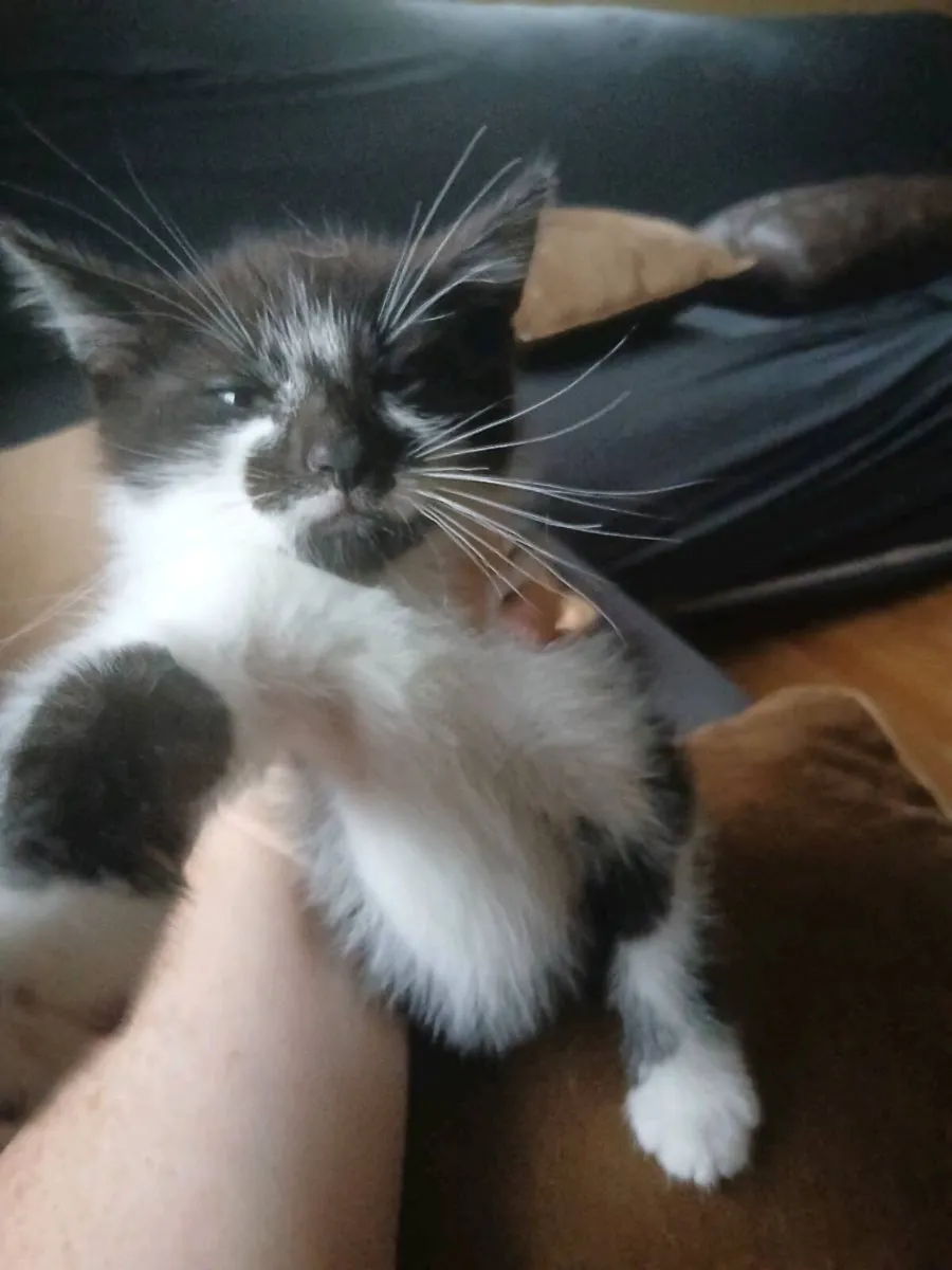 3 lovely male kittens - Image 1