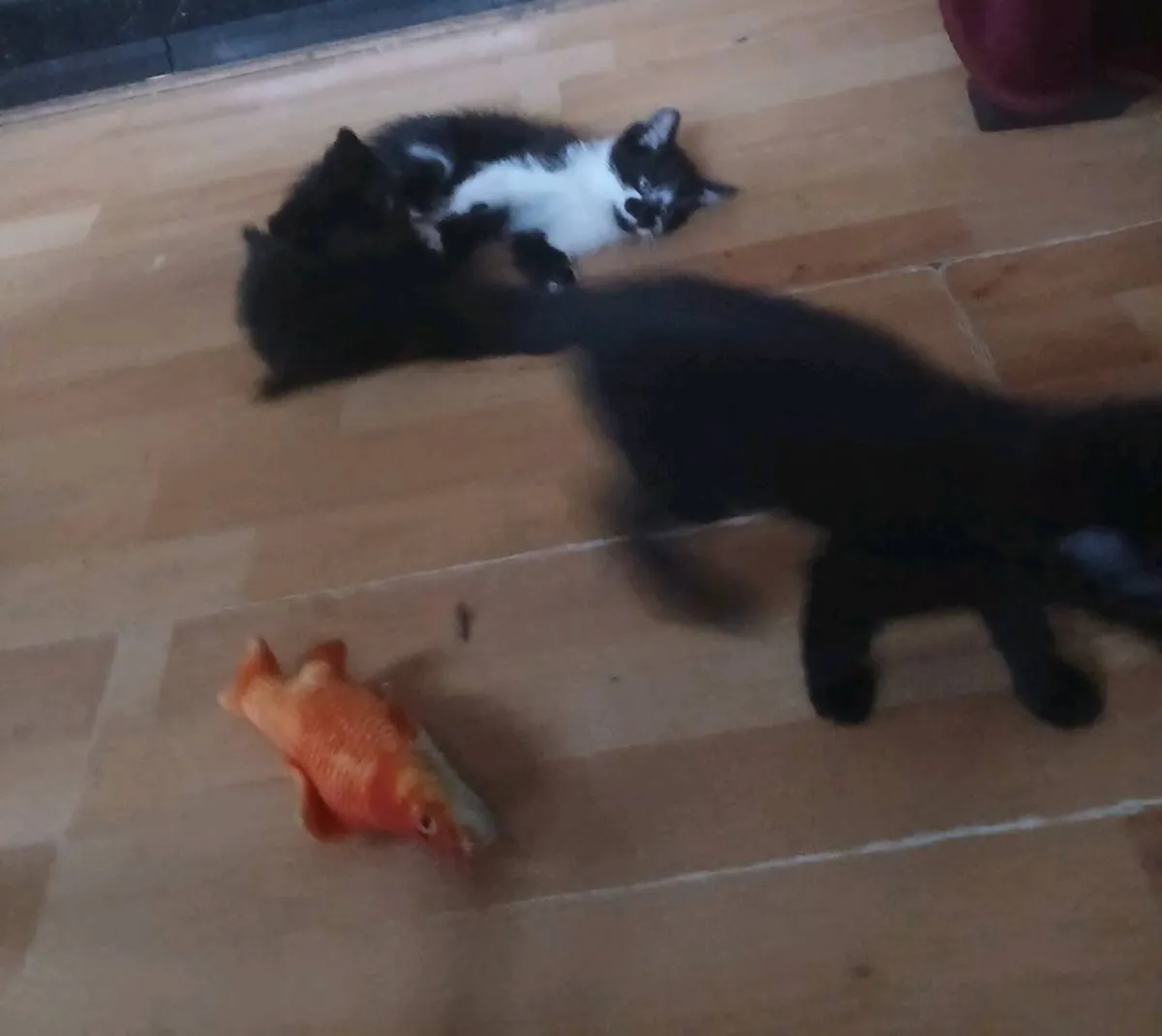 3 lovely male kittens - Image 2