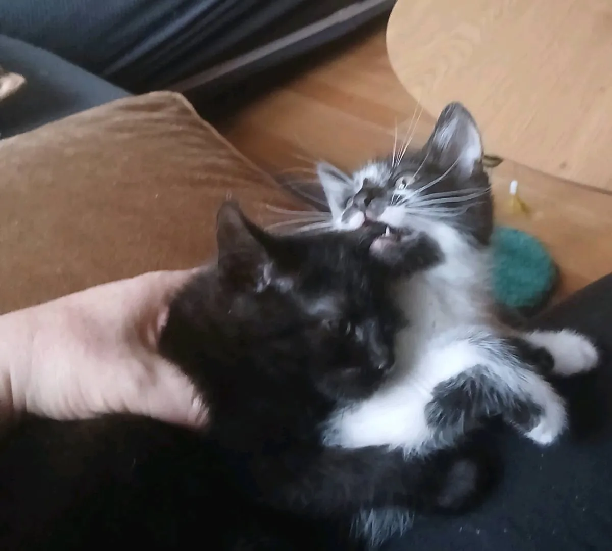 3 lovely male kittens - Image 3