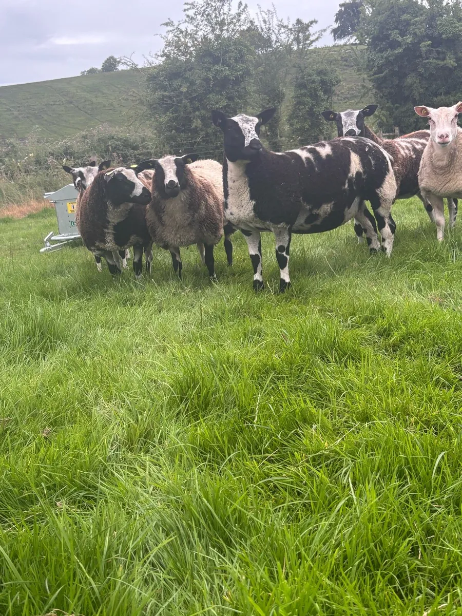 Pure bread Dutch spotted ewes, Hogget’s and lambs - Image 1